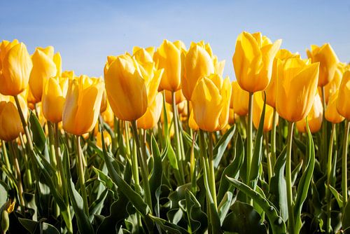 gele tulpen op het land