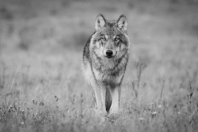 The Wolf in the Netherlands by Menno Schaefer