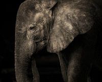 Elefant ohne Stoßzähne in schwarz-weiß
