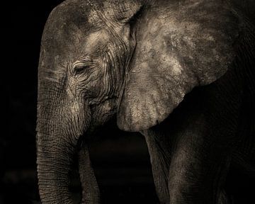 Elephant without tusks in black and white