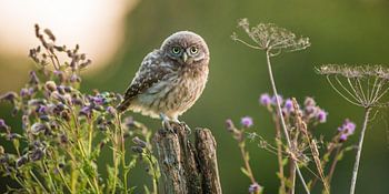 Uil tussen de distels