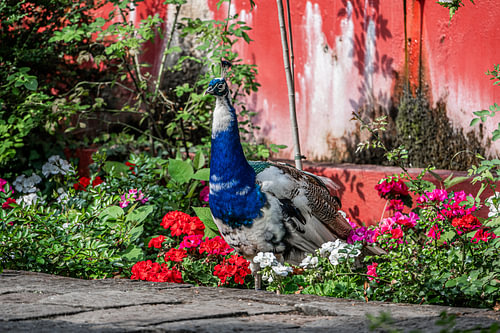 The Blue Peacock