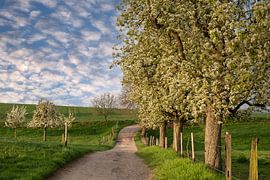 Fruit tree blossom in spring, Bergisches Land, Germany by Alexander Ludwig