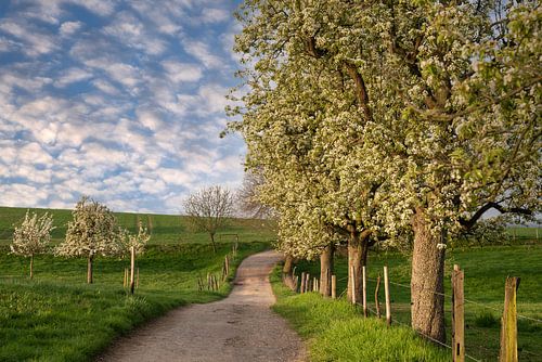 Fruitboom bloesem in de lente, Bergisches Land, Duitsland