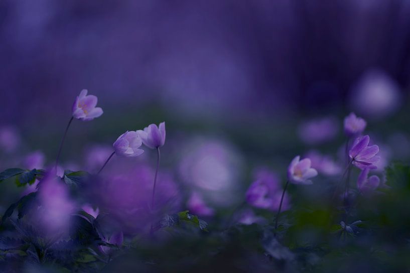 Fairyland (wood anemones in a purple, fairytale atmosphere) by Birgitte Bergman