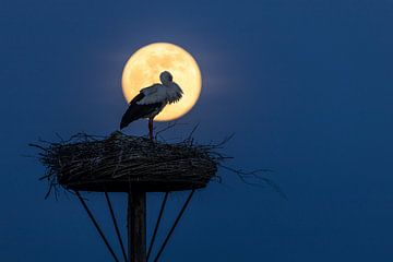 Stork Nest with Supermoon
