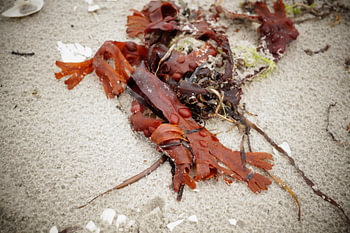 Seaweed