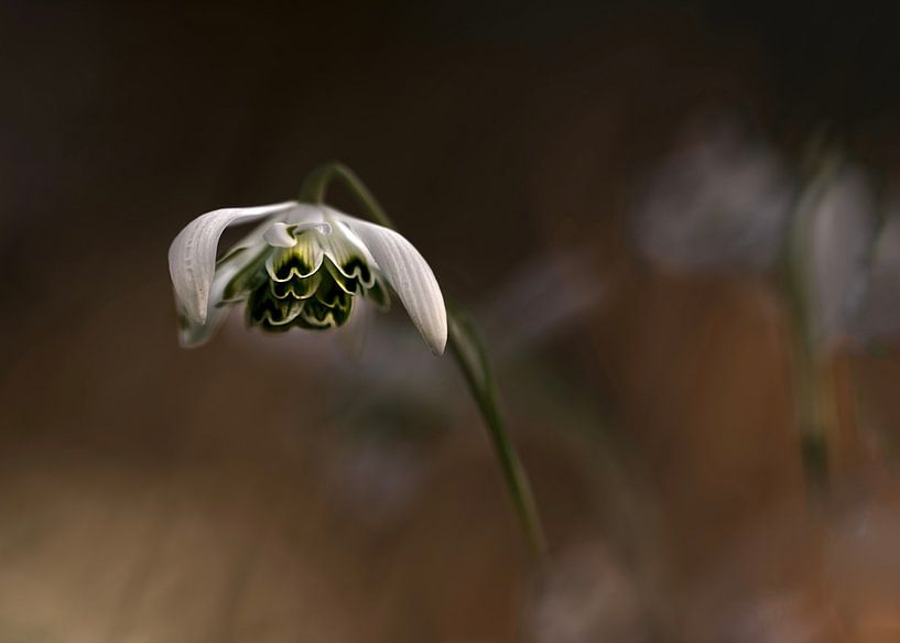 Remembering by Tine Teeuw