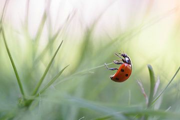 Ladybug in the grass by Femke Straten