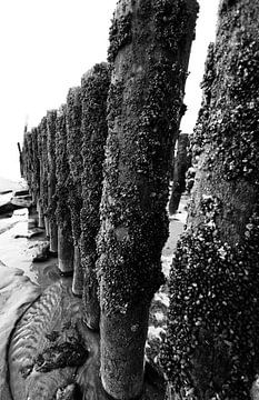 beach posts-1 sur Yvonne Blokland