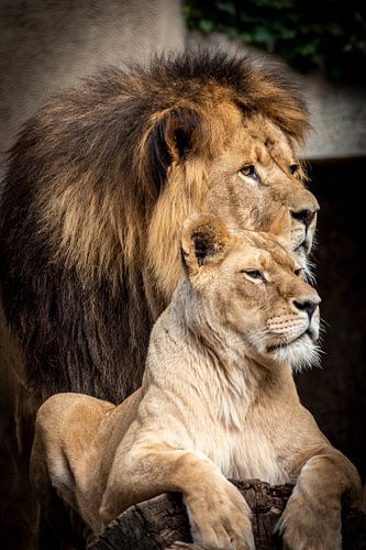 Lion et lionne