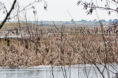 Winters Landschap met lisdodden en ijs