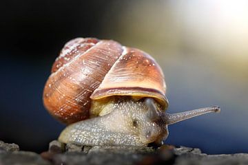 escargot sur Laura Vollering