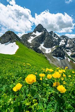Trollblumen in den Allgäuer Alpen vor der Trettachspitze von Leo Schindzielorz