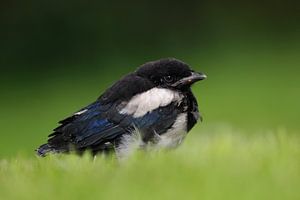 Eurasian Magpie ( Pica pica ), fledgling, sitting in green grass van wunderbare Erde