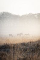 Pferde im Nebel