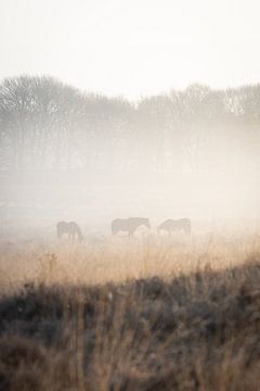 Paarden in de mist van Thijs Pausma