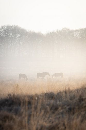 Pferde im Nebel