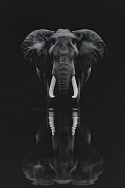 Elephant close-up by MNS Designs