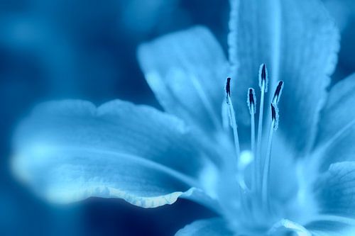 Blauwe Lelie