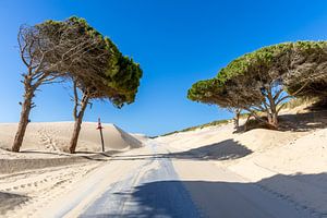 Eine Straße mit Kiefern und einer Düne, Duna de Valdevaqueros, Tarifa, Andalusien, Spanien