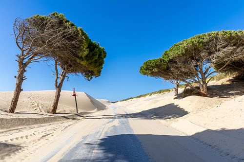 Een weg met pijnbomen en een duin, Duna de Valdevaqueros, Tarifa, Andalusië, Spanje
