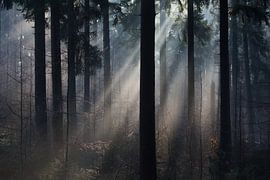 Solar-Harfen im Kiefernwald von Danny Slijfer Natuurfotografie