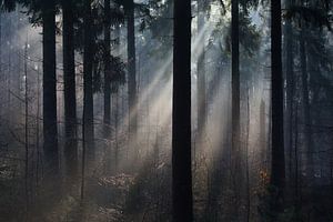 Des récoltes solaires dans une forêt de pins sur Danny Slijfer Natuurfotografie