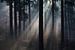 Zonneharpen in dennenbos van Danny Slijfer Natuurfotografie