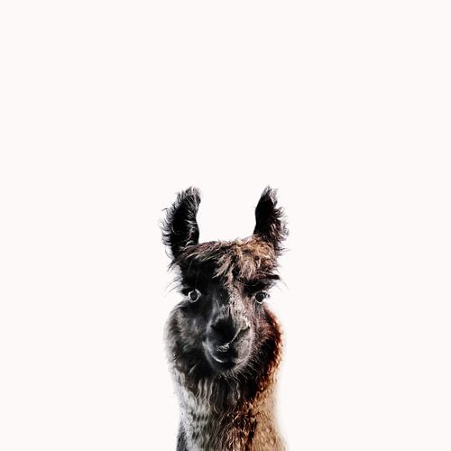 Llama's Curious Gaze