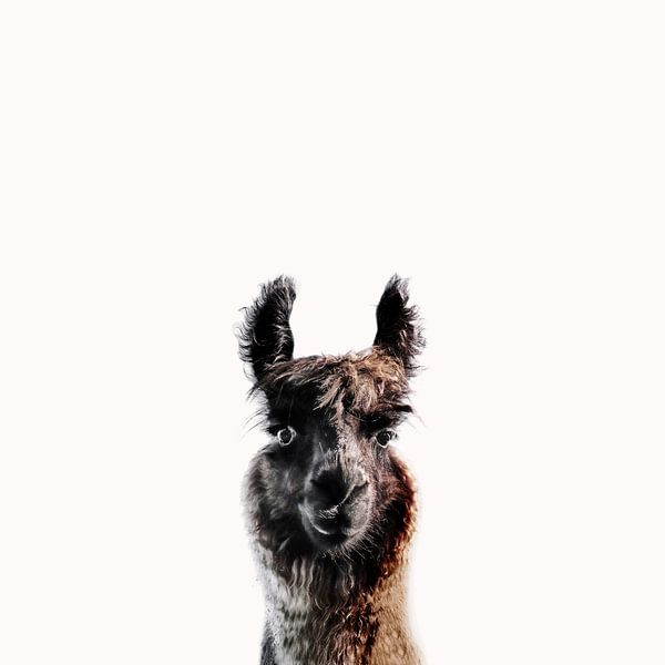 Llama&#039;s Curious Gaze by Monika Strigel
