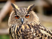 Der Blick