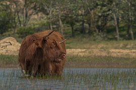 Schotse hooglander in de Kennemer duinen