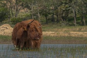 Schottischer Highlander in den Kennemer Dünen