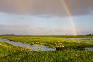 Regenbogen über dem Onnerpolder, Zuidlaardermeer.