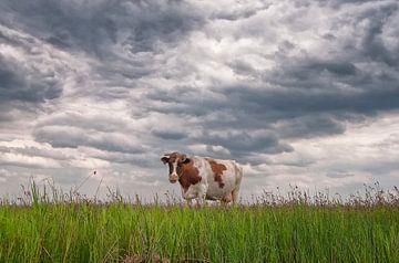 Roodbonte koe in Waterland van Peter Bongers
