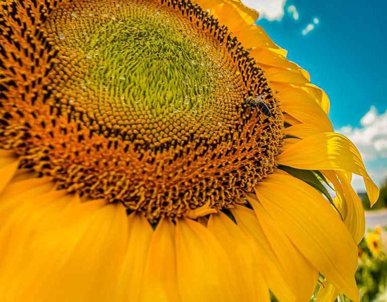 Sunflower by Roland's Foto's