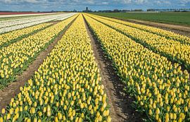 Colourful bulb fields in the Netherlands by Ruud Morijn