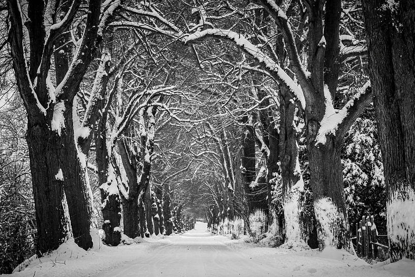 Die Lauchröder Allee im Winter von Roland Brack