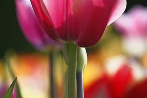 Pastel tulips part 1 by Gerda de Voogd