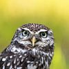 Little Owl by Frens van der Sluis