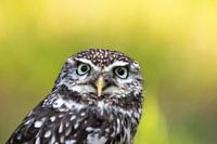 Little Owl