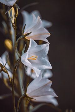 Blumen von Tessa Dommerholt