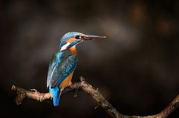 IJsvogel - Kingfisher van Frank Reiz