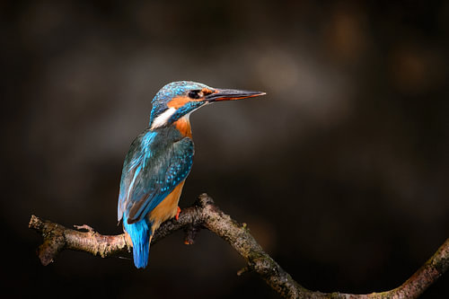 IJsvogel - Kingfisher