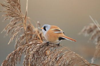 Mésange barbu (Panurus biarmicus) Baden-Württemberg