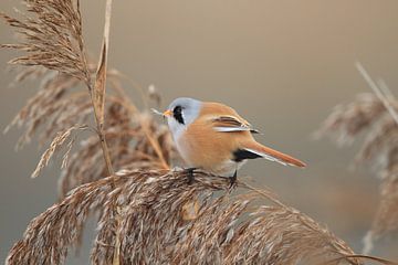 Bearded Tit (Panurus biarmicus) Baden-Württemberg by Frank Fichtmüller