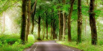 weg door het bos von Rigo Meens