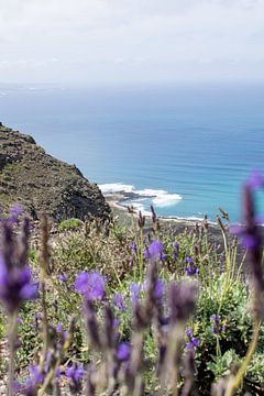 Steilküste mit Lavendel, Lanzarote von Mattanja Anouk