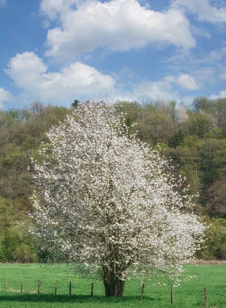 Frühling im Bergischen Land bei Solingen von Peter Eckert